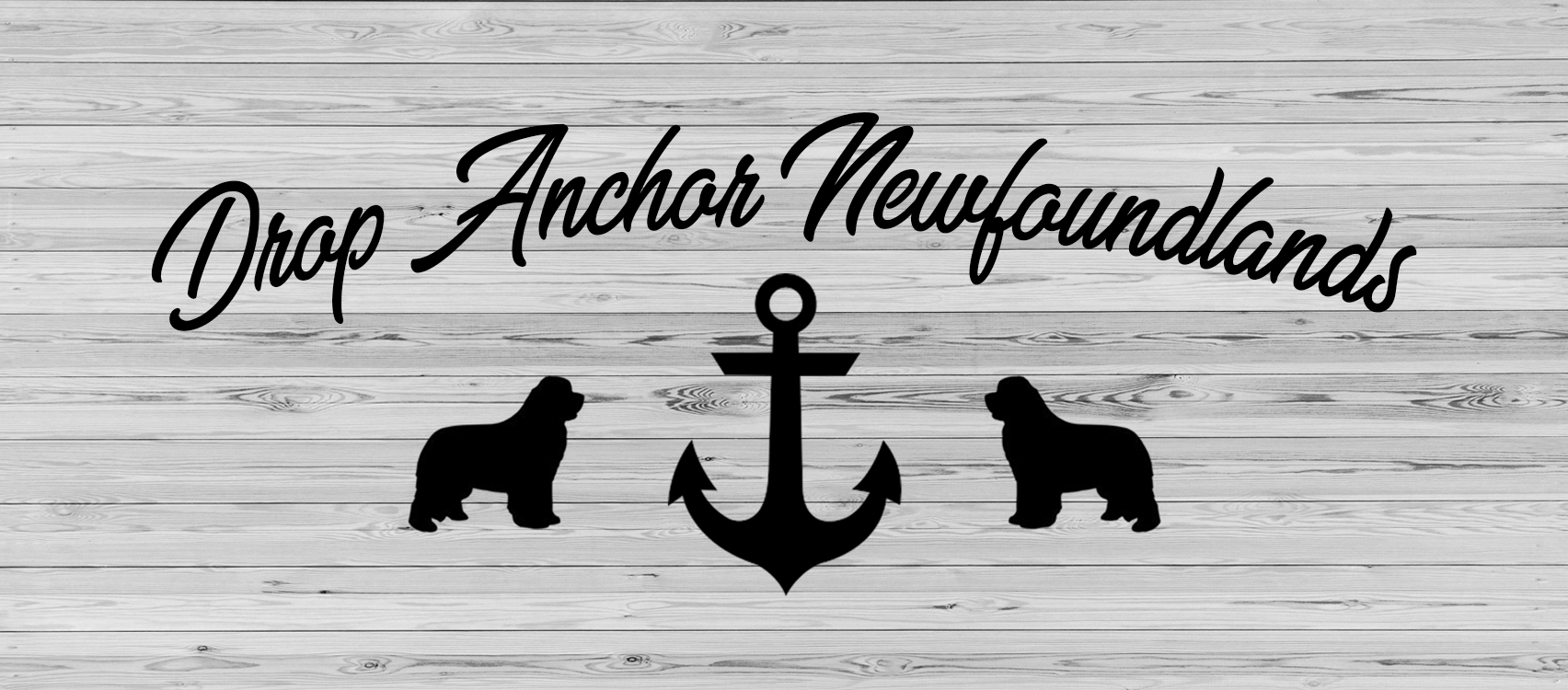 Drop Anchor Newfoundland Puppies For Sale In Pennsylvania